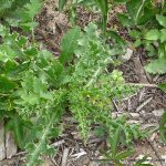 Spear Thistle.