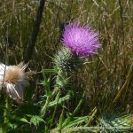 Spear Thistle.