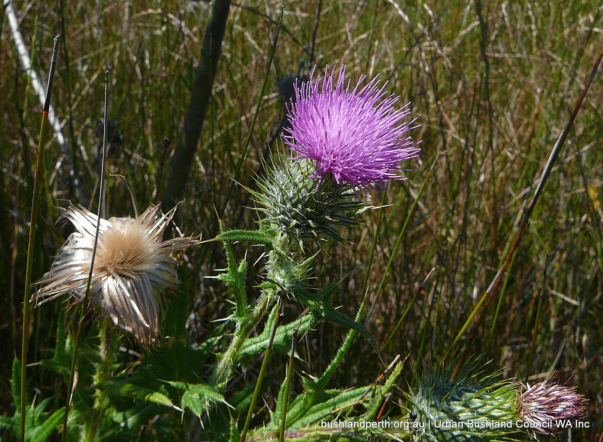 Spear Thistle.