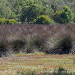 Spiny Rush.