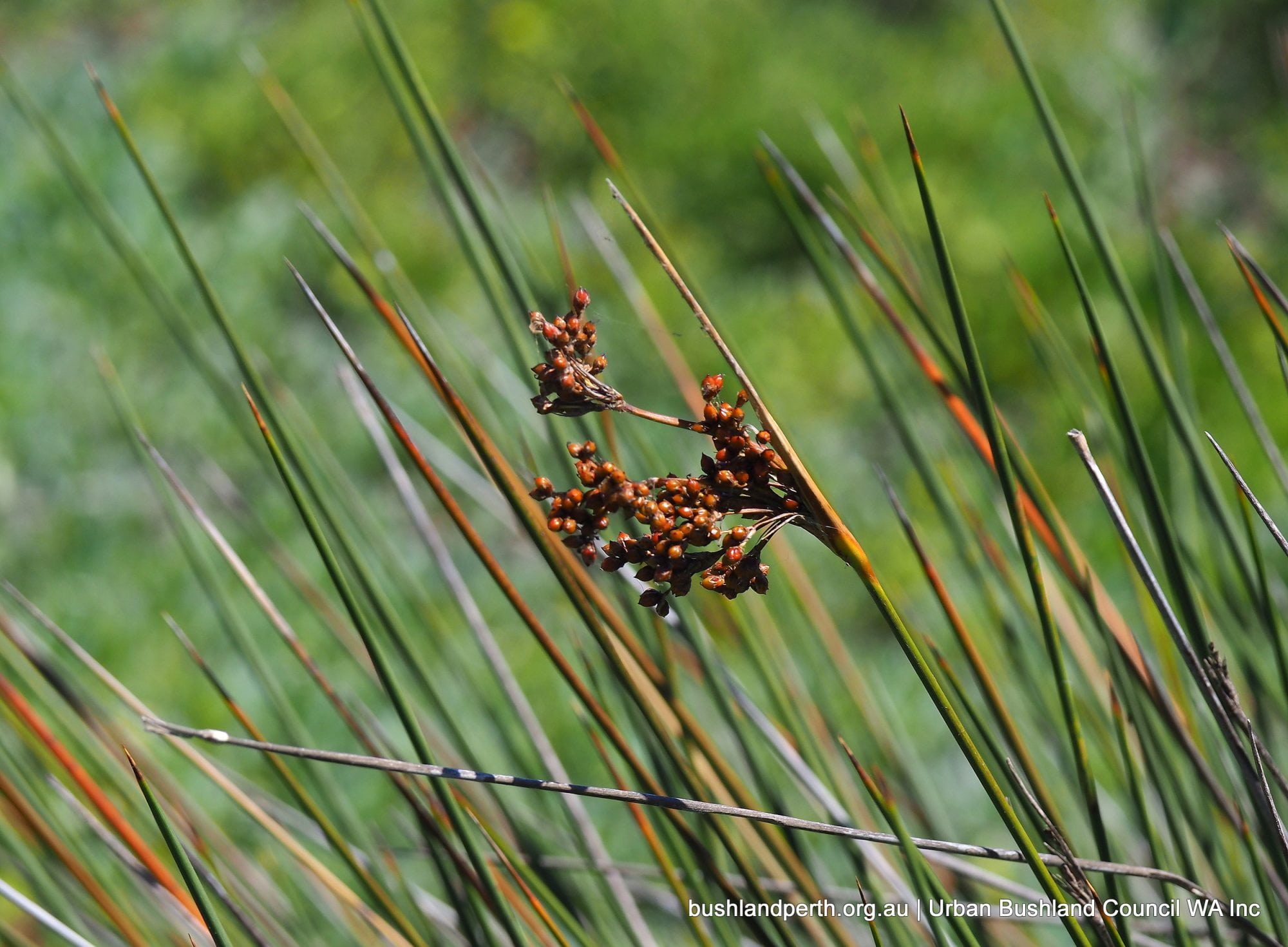 Spiny Rush.