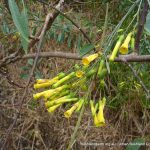 Tree Tobacco.