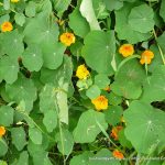 Garden Nasturtium.