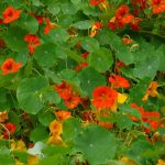 Garden Nasturtium.