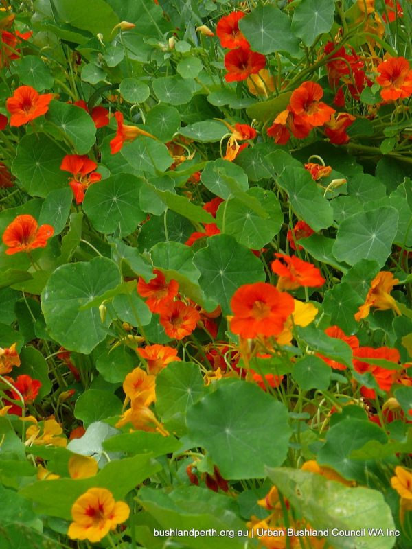 Garden Nasturtium Urban Bushland Council WA