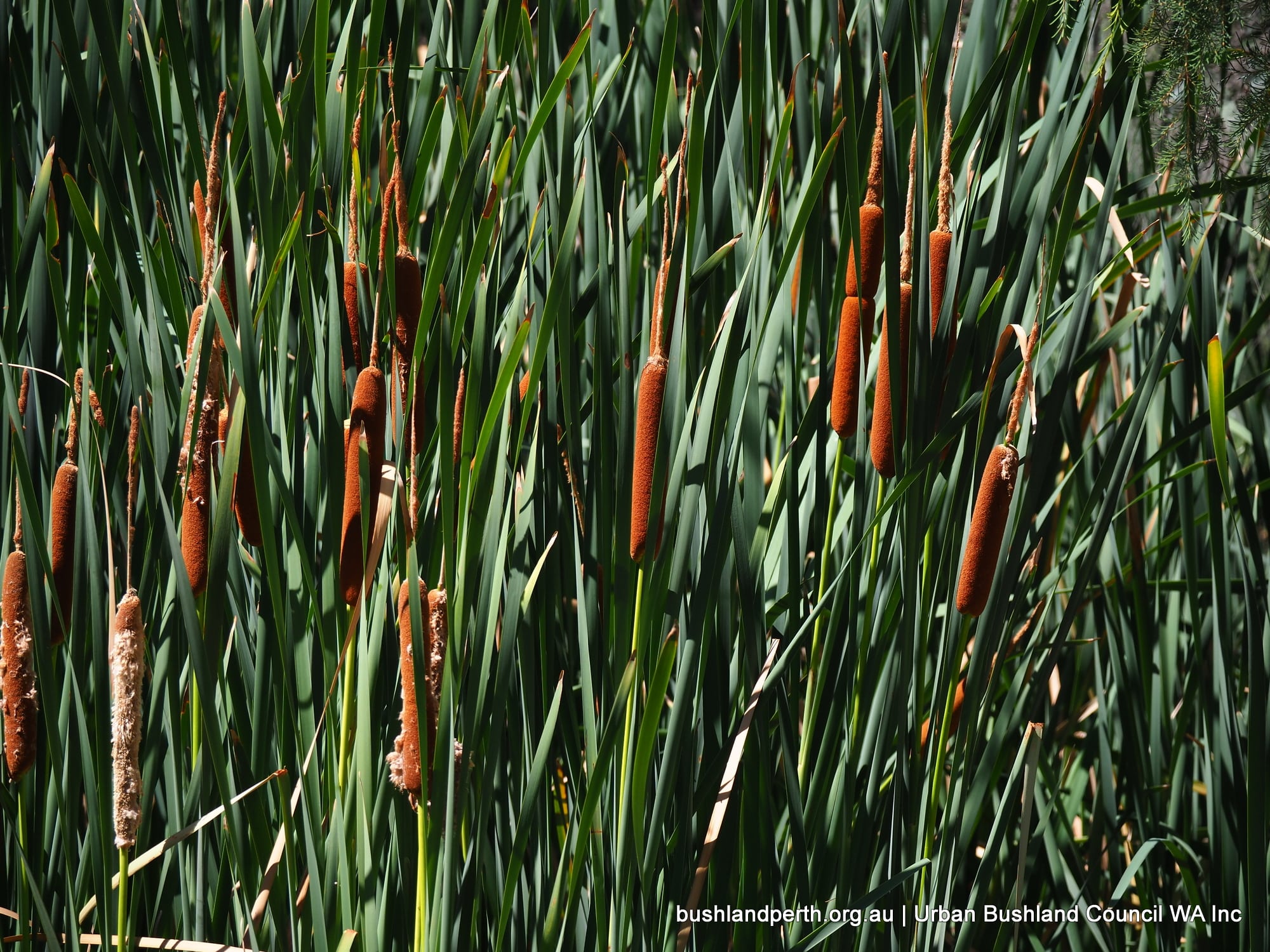 Bulrush Urban Bushland Council Wa