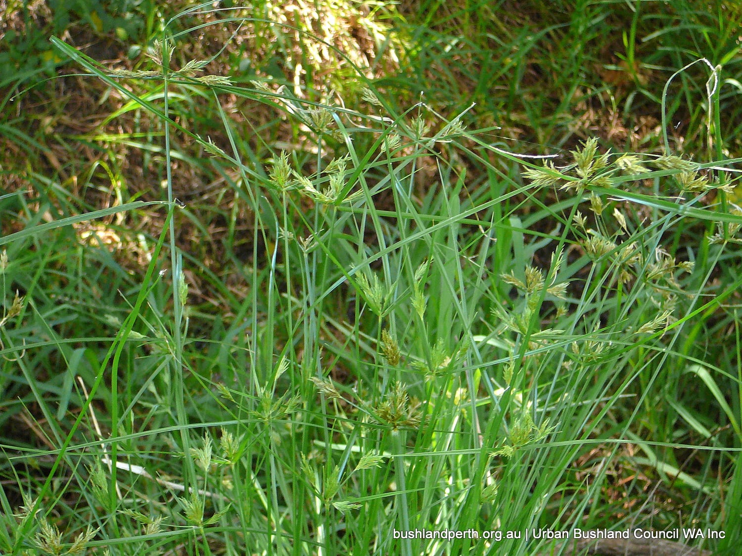 Umbrella Sedge.