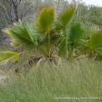 Cotton Palm.