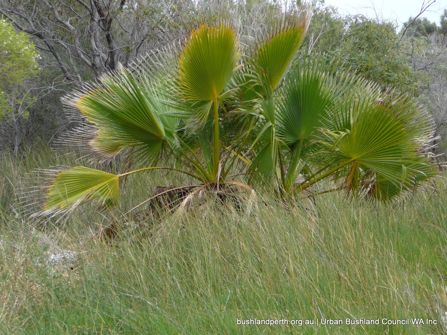 Cotton Palm.