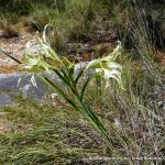 Wavy Gladiolus.