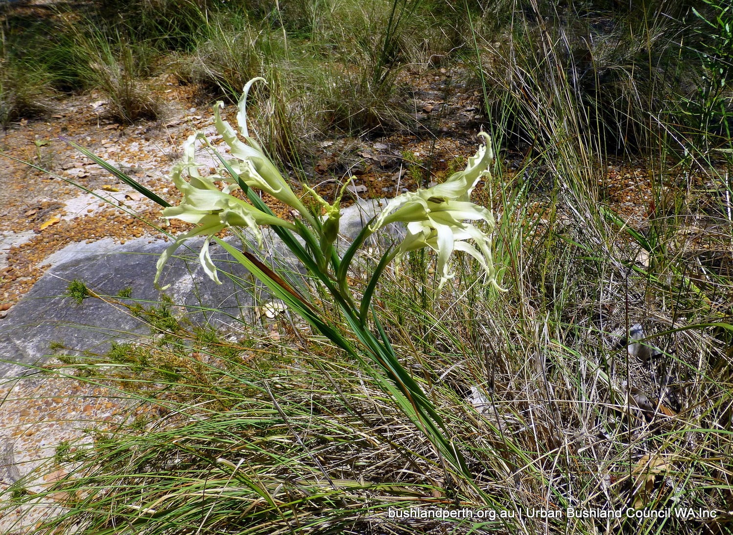 Wavy Gladiolus.