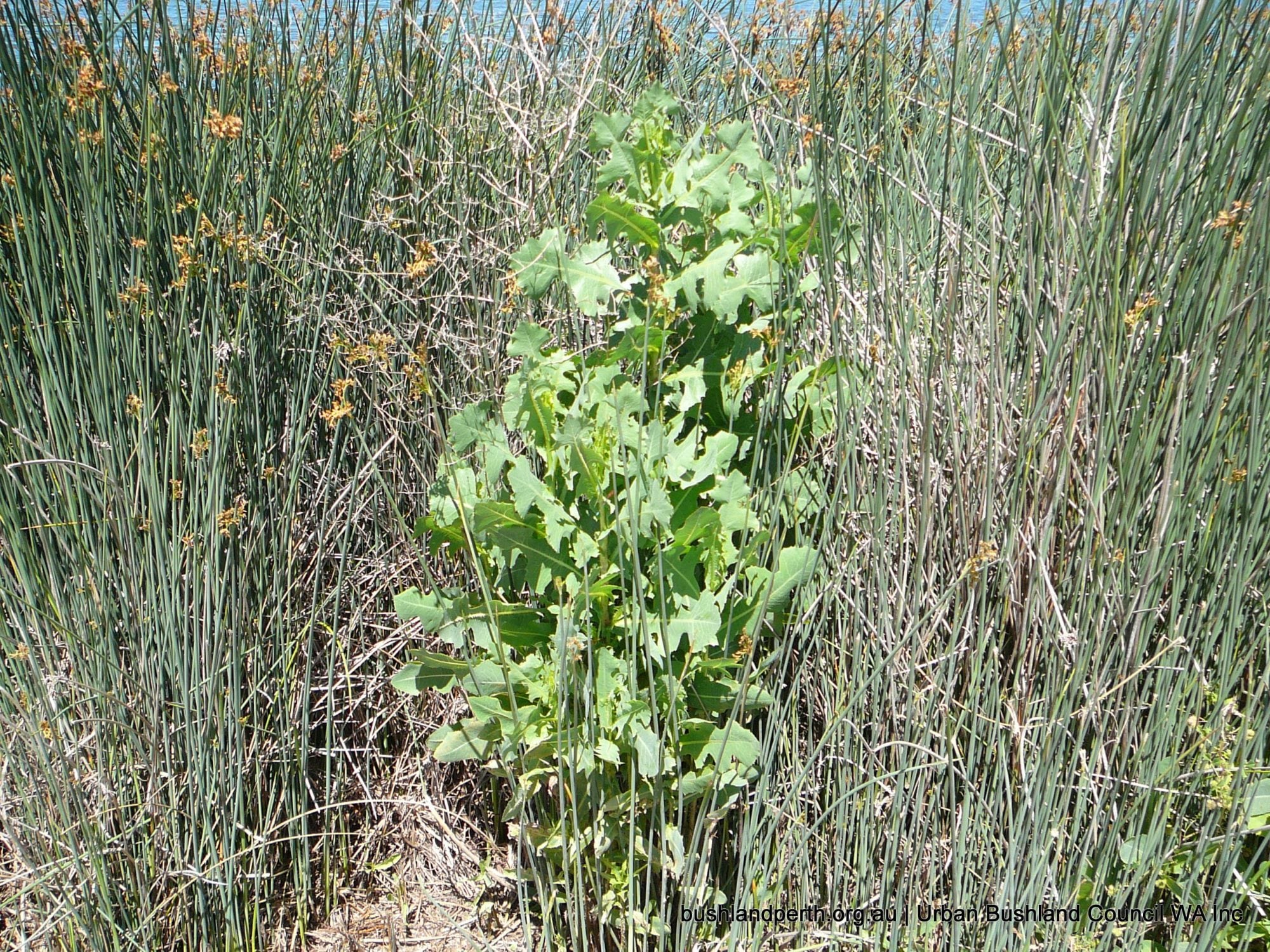 Wild Lettuce.