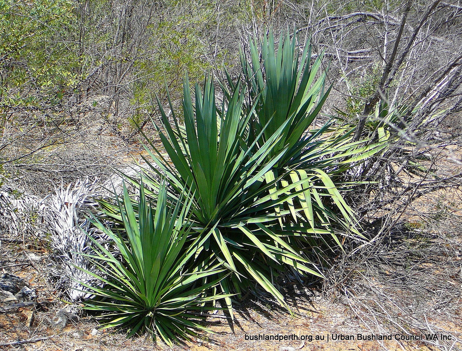 Yucca.