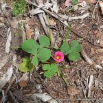 Large flower Wood Sorrel.