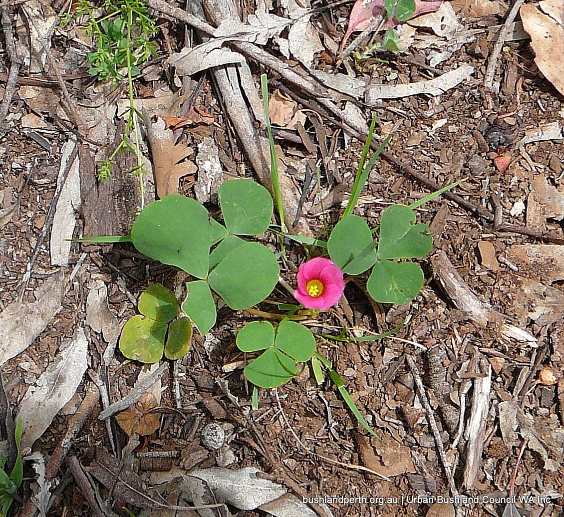 Largeflower Wood Sorrel Urban Bushland Council Wa