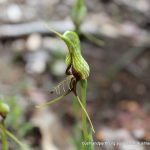 Bird Orchid - Pterostylis barbata.