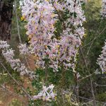 Granite Petrophile - Petrophile biloba.