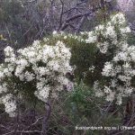 Honey Bush - Hakea lissocarpha.