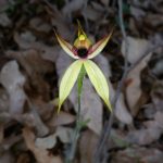 Leaping Spider Orchid - Caladenia macrostylis.