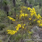 Prickly Moses - Acacia pulchella.