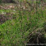 Wall Fumitory.