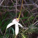 White Spider Orchid - Caladenia longicauda.