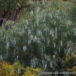 Flinders Range Wattle.