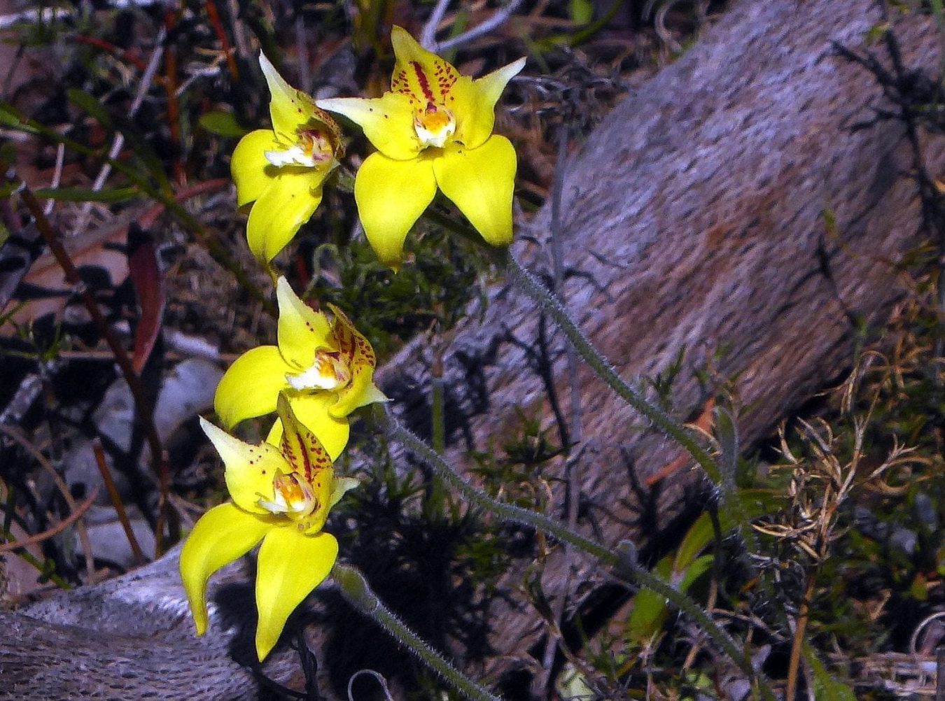 Koondoola Bushland