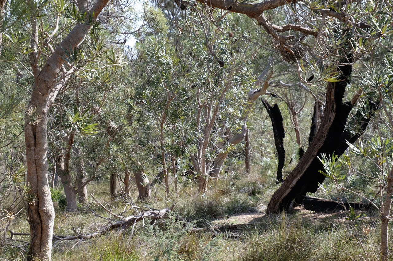 casuarina wellard stop sand mine