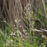 Heliophila pusilla Weed 2.