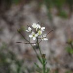 Heliophila pusilla Weed 1.