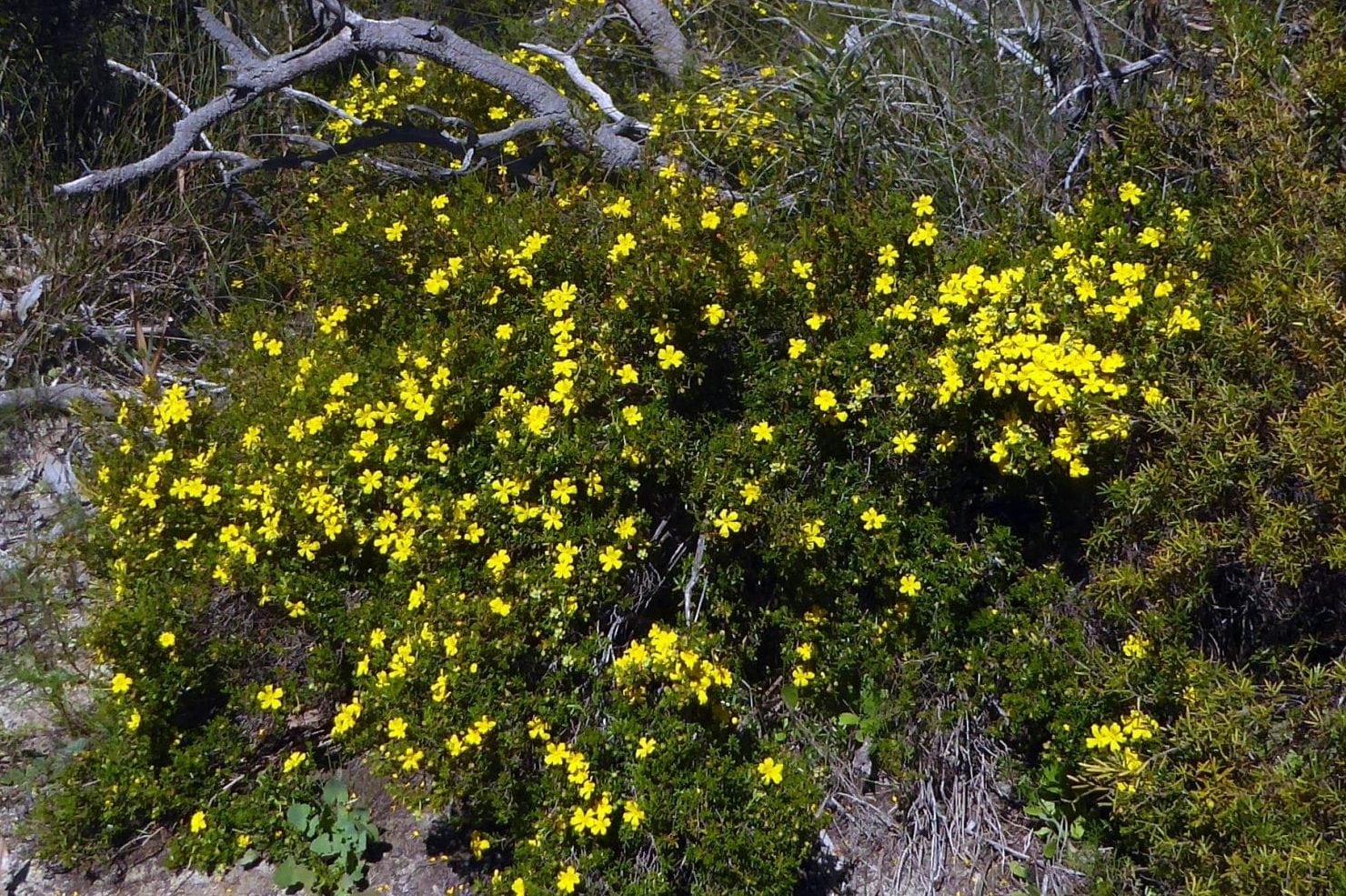 Koondoola Bushland