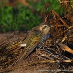 Horsefield's Bronze Cuckoo.