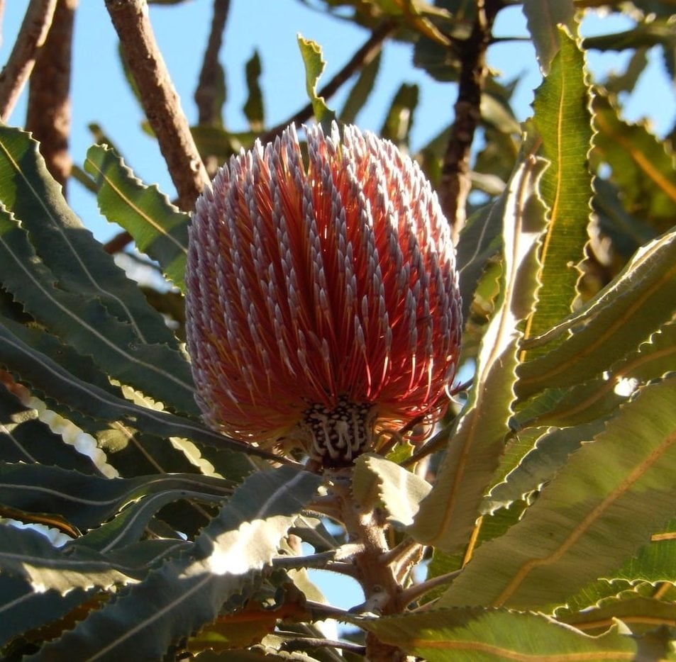 Casuarina Wellard stop the sand mine