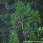 Common Vetch.