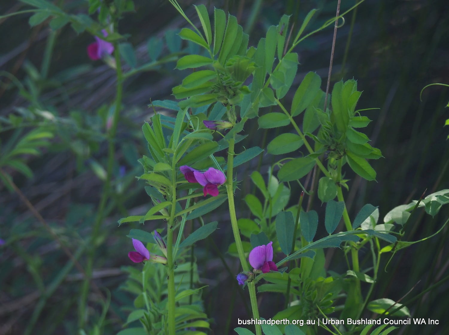 Common Vetch.