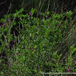 Common Vetch.