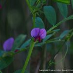 Common Vetch.