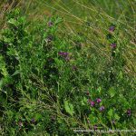 Common Vetch.