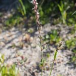 French-Catchfly.