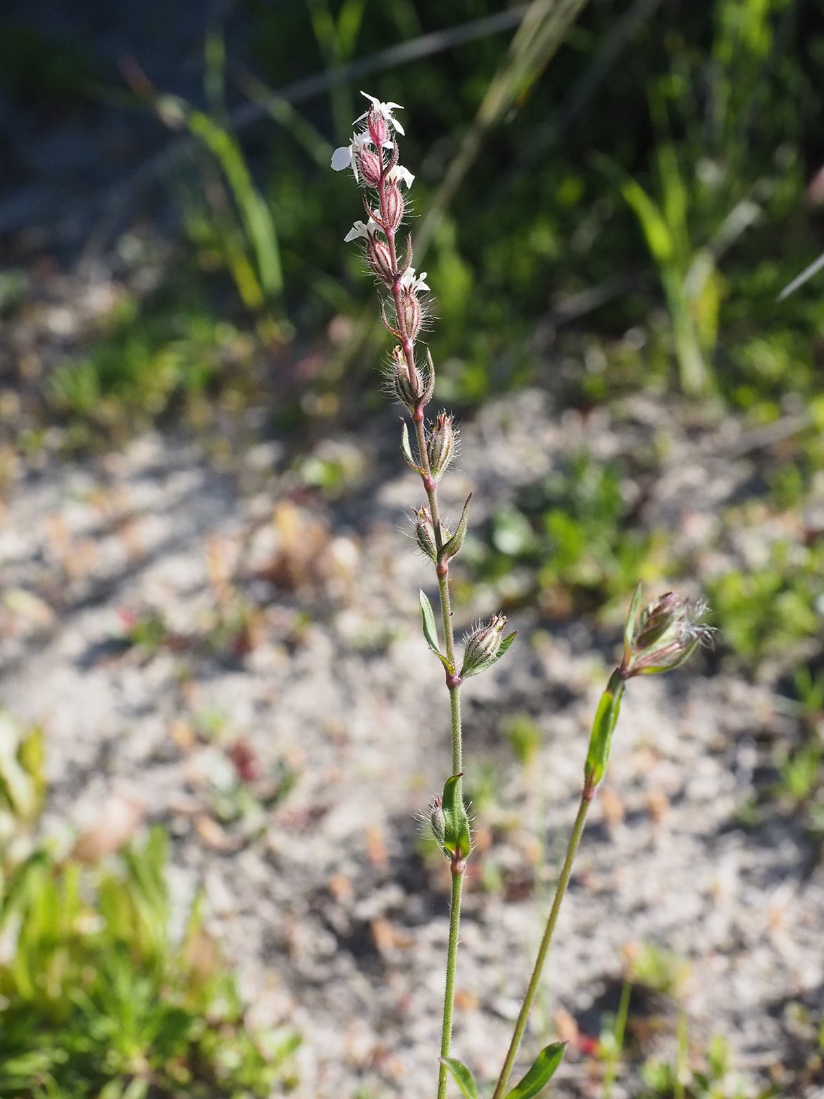 French-Catchfly.