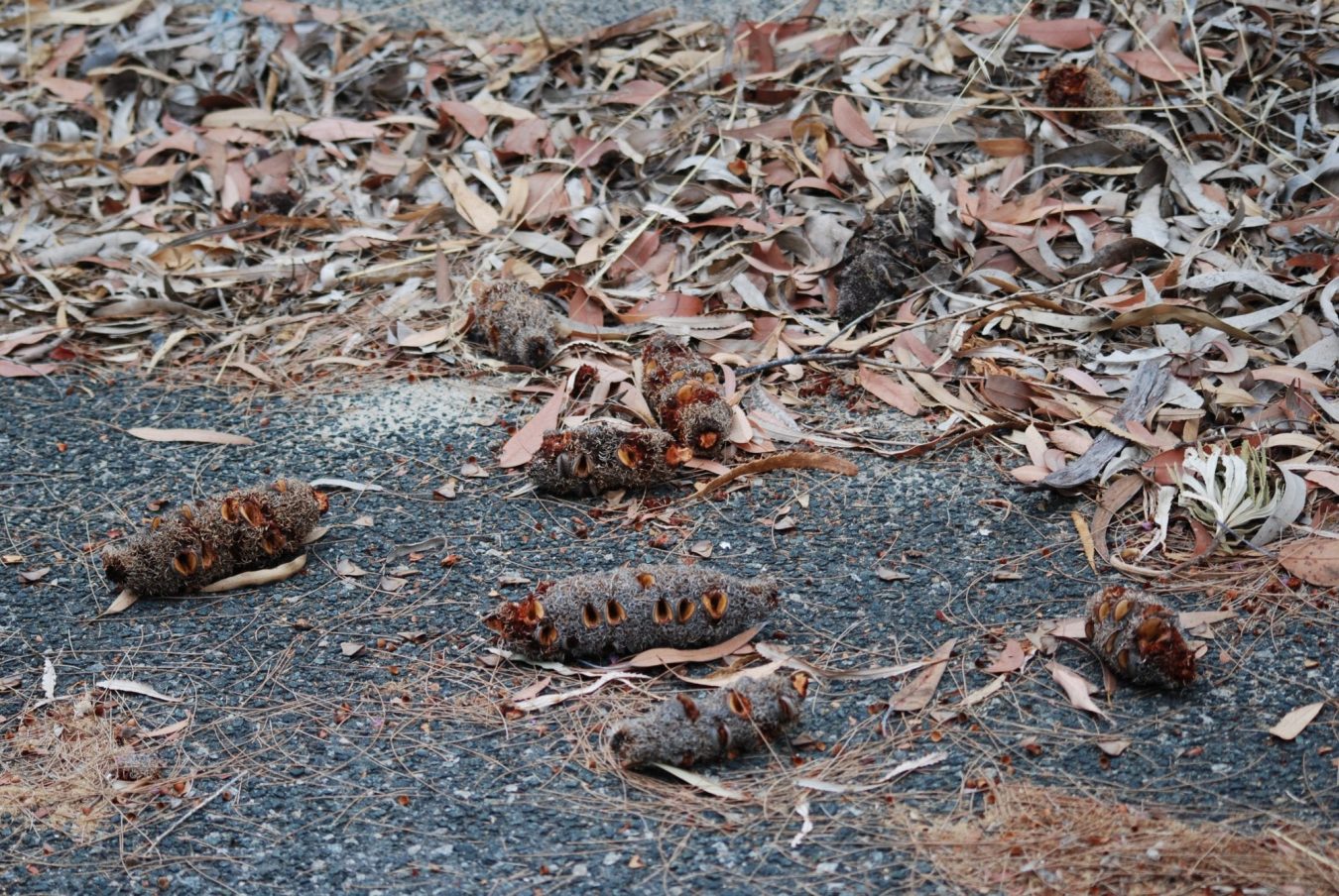 Lemnos Street bush