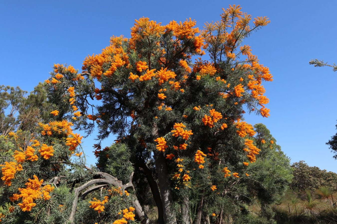 Orange Flowering Plants Australia / Clivia Plant With Orange Flowers In ...