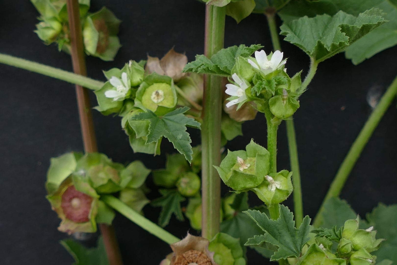 Marshmallow Weed 4.