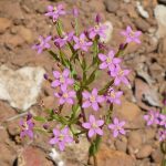 Common Centaury Weed 3.