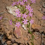 Common Centaury Weed 2.