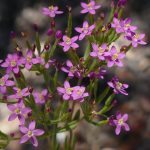 Common Centaury Weed 1.