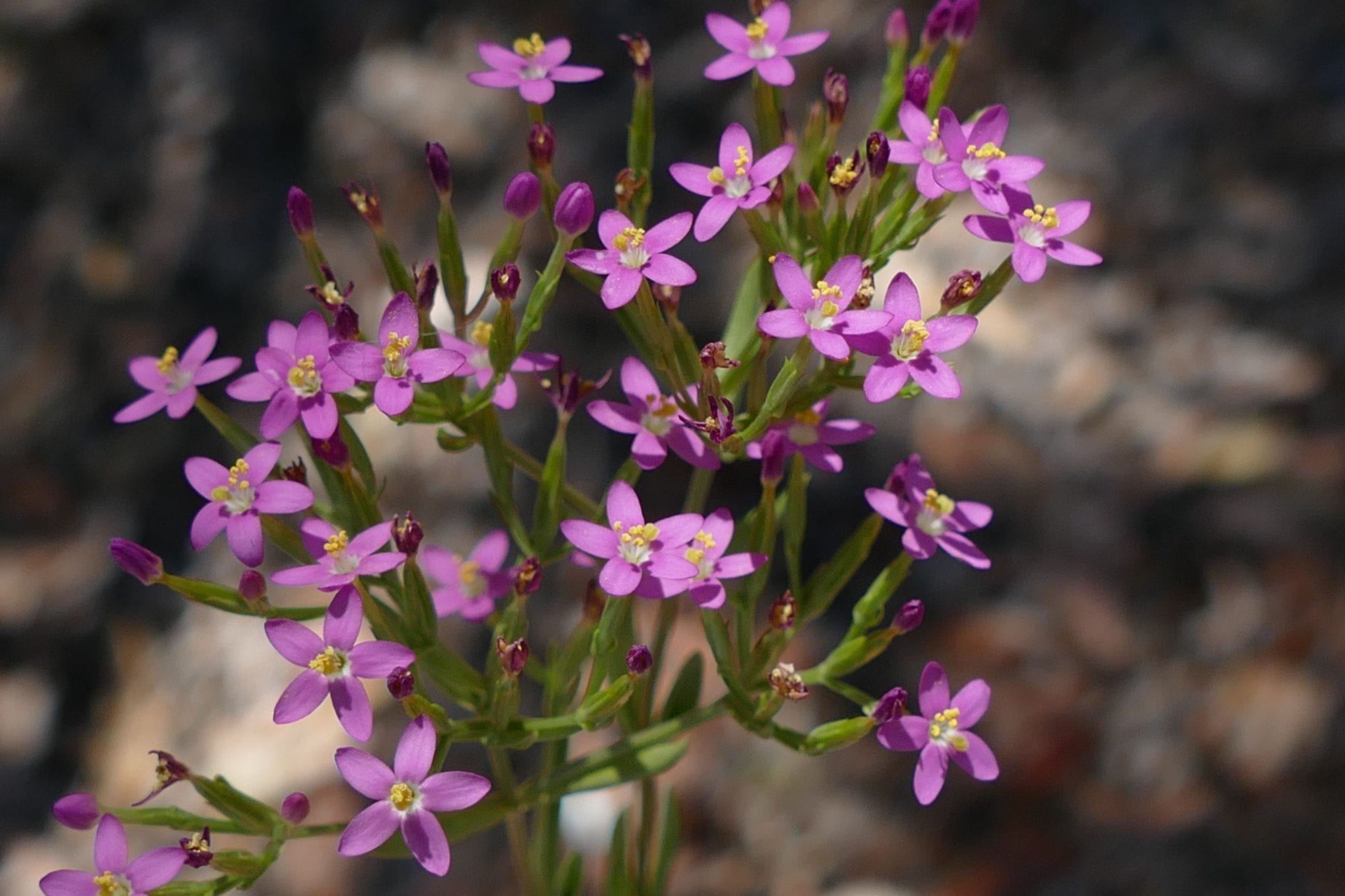 Common Centaury Weed 1.