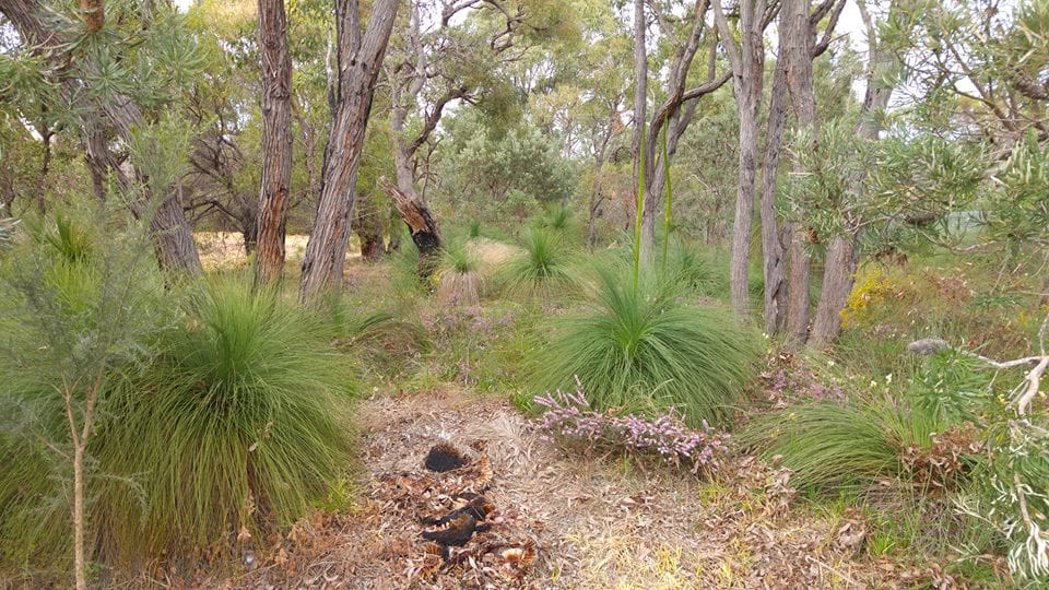 Lemnos Street Bushland