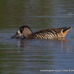 Pink-eared Duck.